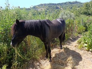 Άλογο Πηνείας-thumb-2