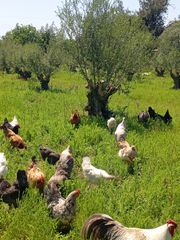 Κοτες αυγα κοκορια ελευθερας βοσκης