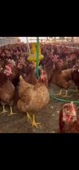 Διαθέσιμες πουλάδες αυγοπαραγωγής 5 μηνών  izza brown
