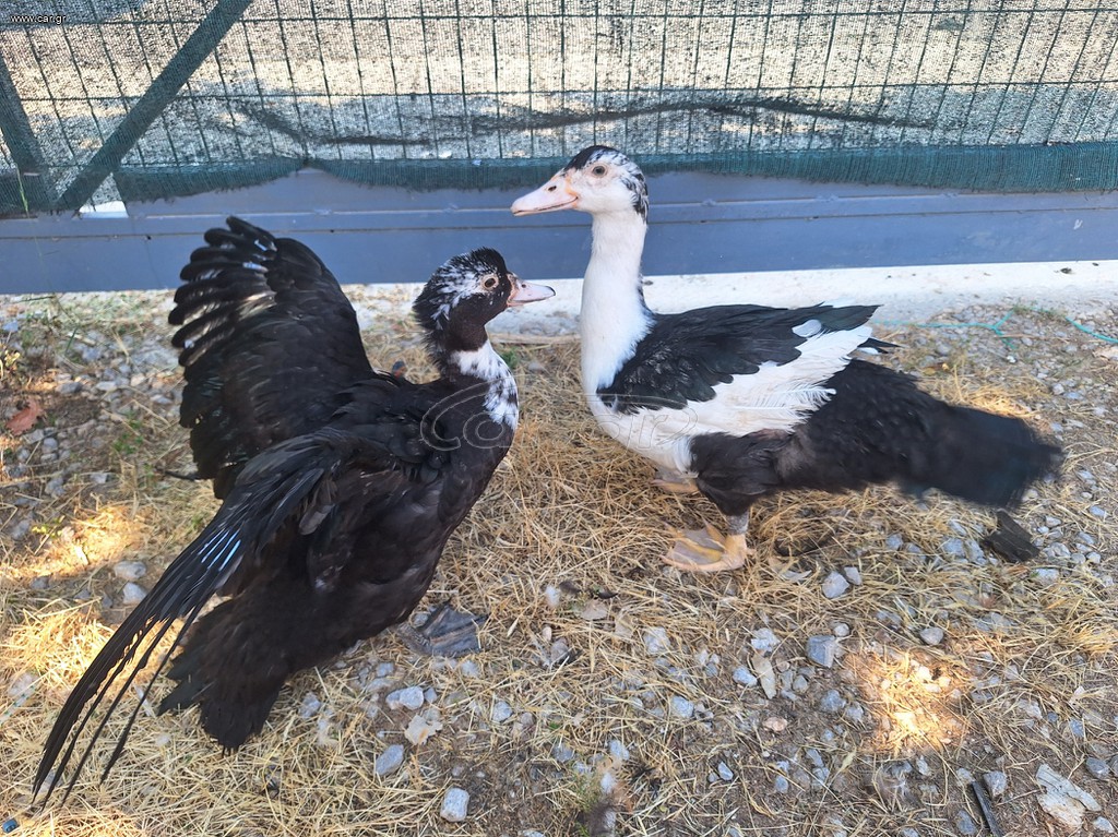 ΠΟΥΛΑΔΕΣ παπακια παπιες χινοπαπιες