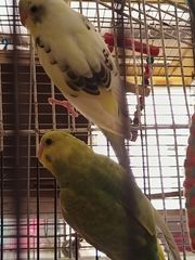 ΠΑΠΑΓΑΛΑΚΙΑ BUDGIE