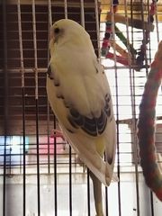 ΠΑΠΑΓΑΛΑΚΙΑ BUDGIE-thumb-1