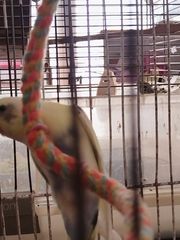 ΠΑΠΑΓΑΛΑΚΙΑ BUDGIE-thumb-2