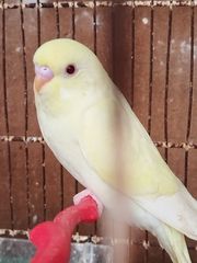ΠΑΠΑΓΑΛΑΚΙΑ BUDGIE-thumb-3