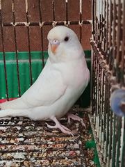 ΠΑΠΑΓΑΛΑΚΙΑ BUDGIE-thumb-4