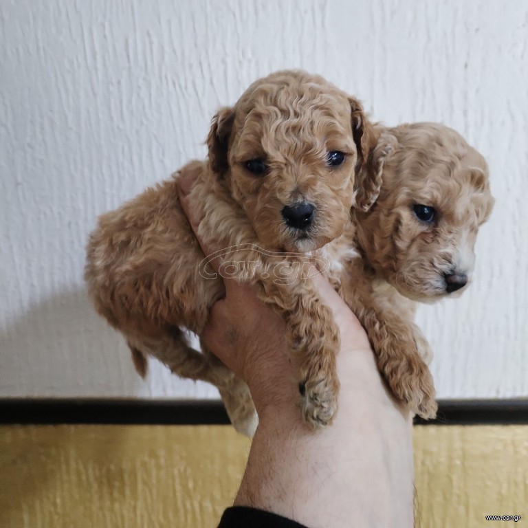 poodle red apricot