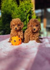 Poodle toy