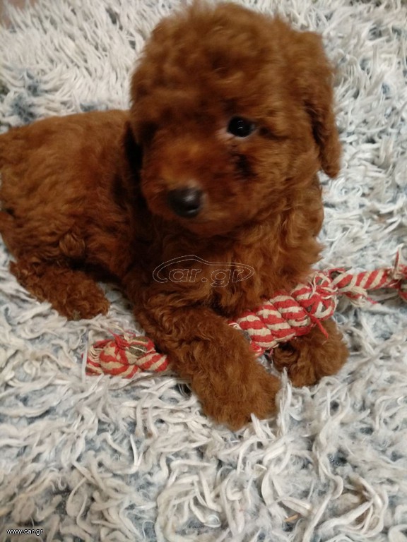 poodle toy