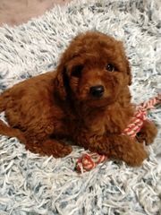 poodle toy-thumb-2