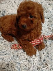 poodle toy-thumb-7