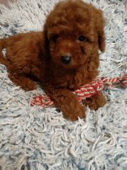 poodle toy-thumb-8