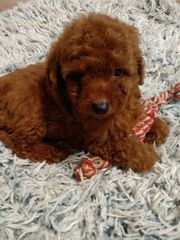 poodle toy-thumb-10