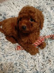 poodle toy-thumb-11