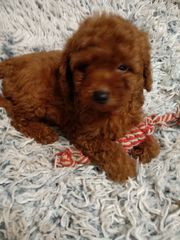poodle toy-thumb-12