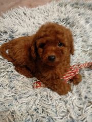 poodle toy-thumb-13