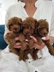 ΠΡΑΓΜΑΤΙΚΑ ΠΟΥΝΤΛ MINI ΜΕ PEDIGREE