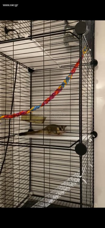 Πωλείται sugar glider