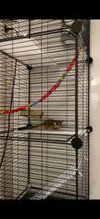 Πωλείται sugar glider
