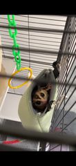 Πωλείται sugar glider-thumb-2