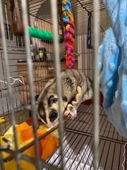 Πωλείται sugar glider-thumb-4