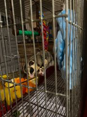 Πωλείται sugar glider-thumb-5