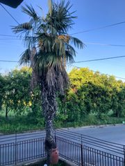 ΧΑΜΕΡΩΠΑΣ 8 ΜΕΤΡΩΝ-thumb-1