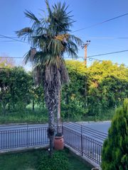 ΧΑΜΕΡΩΠΑΣ 8 ΜΕΤΡΩΝ-thumb-2