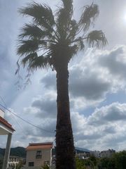 Φοινικας-thumb-1