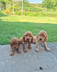 Αγγλικό Κοκερ / kocker spaniel