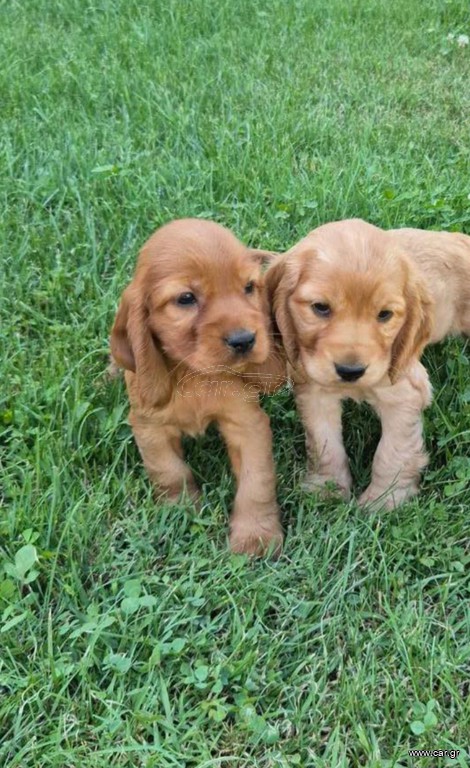 Αγγλικό Κοκερ / kocker spaniel