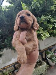 Αγγλικό Κοκερ / kocker spaniel-thumb-1