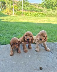 Αγγλικό Κοκερ / kocker spaniel-thumb-2