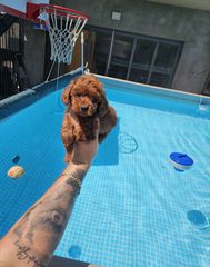 poodle red