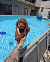poodle red-thumb-1