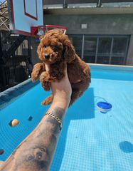 poodle red-thumb-2