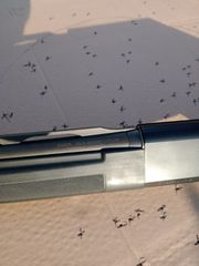 STOEGER 20cal.-thumb-3