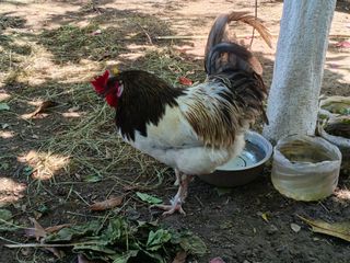 Κόκορια 9-10 μηνών