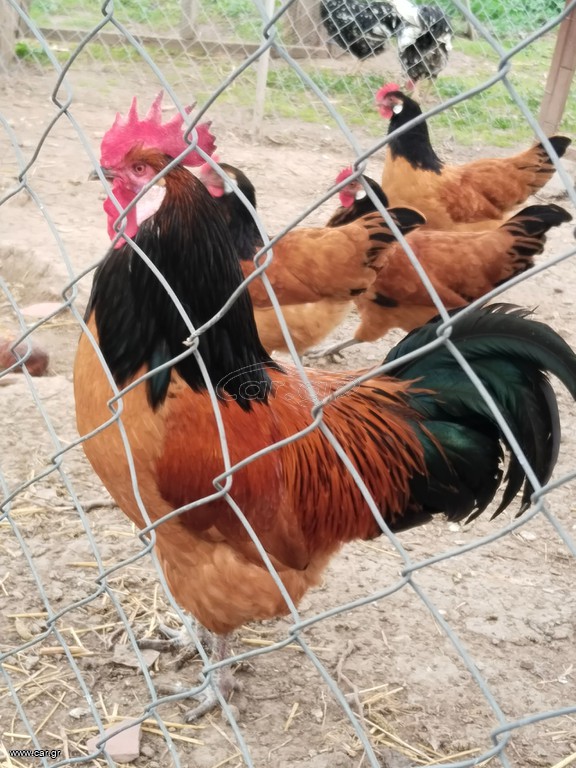 Γόνιμα αυγά volverk