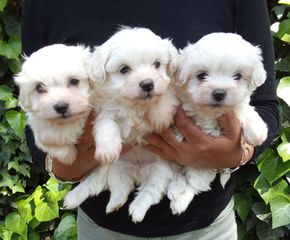 maltese-thumb-1