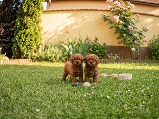 POODLE κανίς toy μέχρι 4. 5 κι