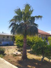 Φοίνικας-thumb-1