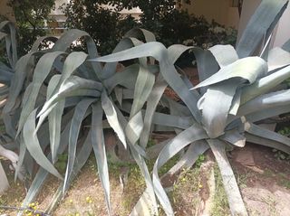 Aγάβη Θηριώδης