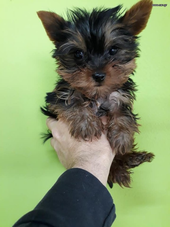 yorkshire terrier