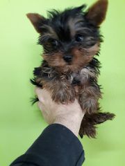 yorkshire terrier-thumb-1