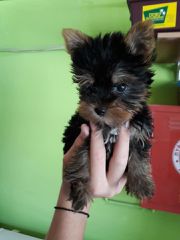 yorkshire terrier-thumb-2
