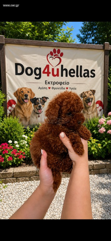 Poodle toy pedigree trace control