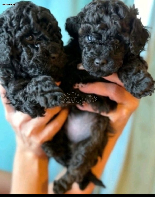 πουντλ poodle toy
