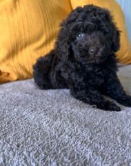 πουντλ poodle toy-thumb-1