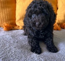 πουντλ poodle toy-thumb-2