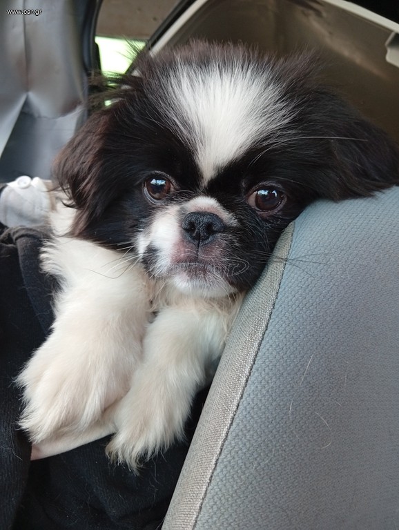 Pekingese  πεκινουα